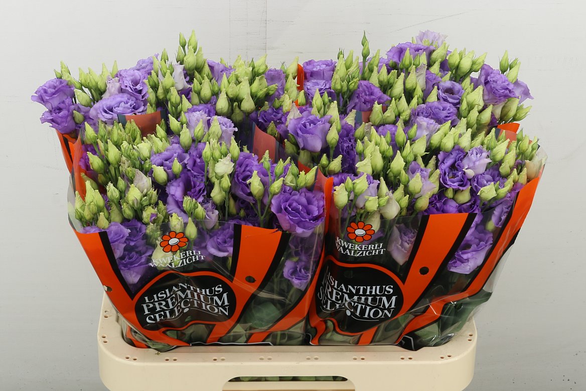 Corelli Lavender