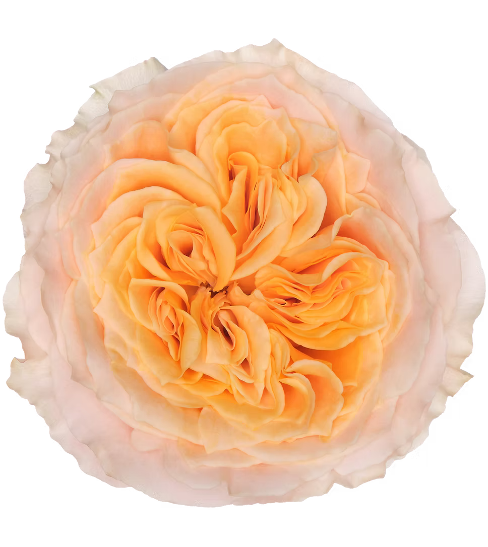 Crystal Flame