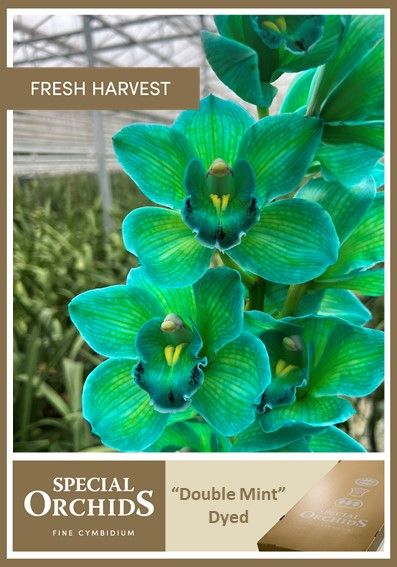 Cymb Dyed Double Mint