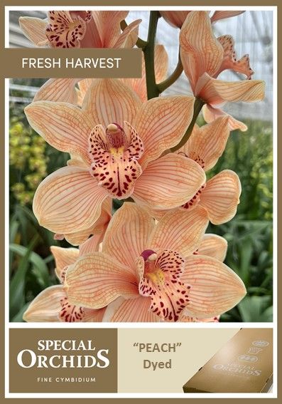 Cymb Dyed Peach