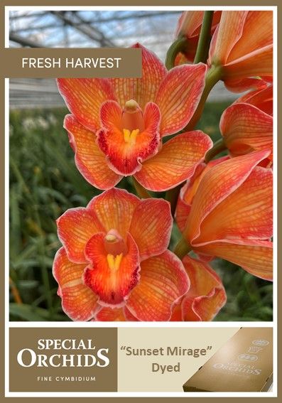 Cymb Dyed Sunset Mirage