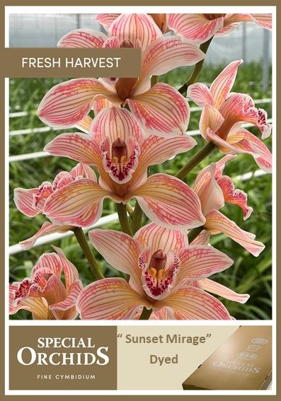 Cymb Dyed Sunset Mirage