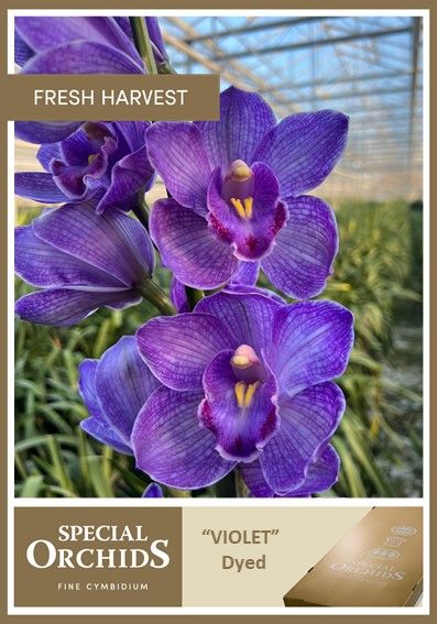 Cymb Dyed Violet