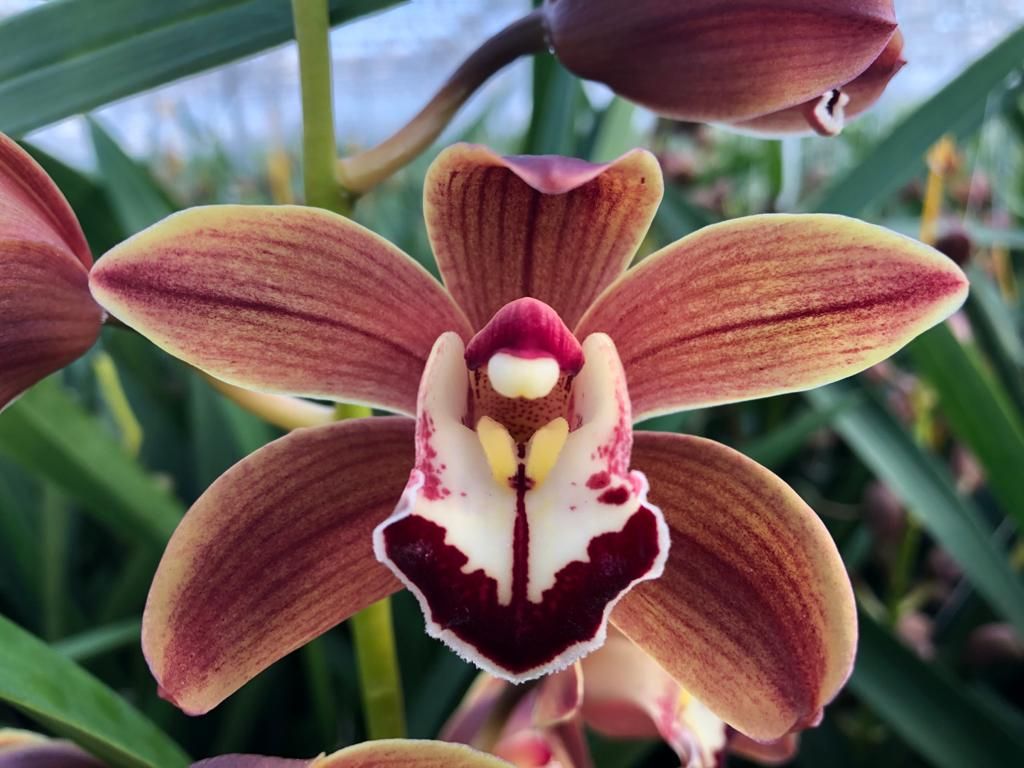 Cymb Mi Brown Spring Leekade