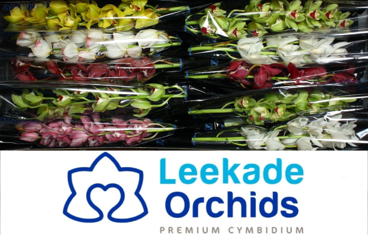 Cymb Mi Mixed Leekade X12