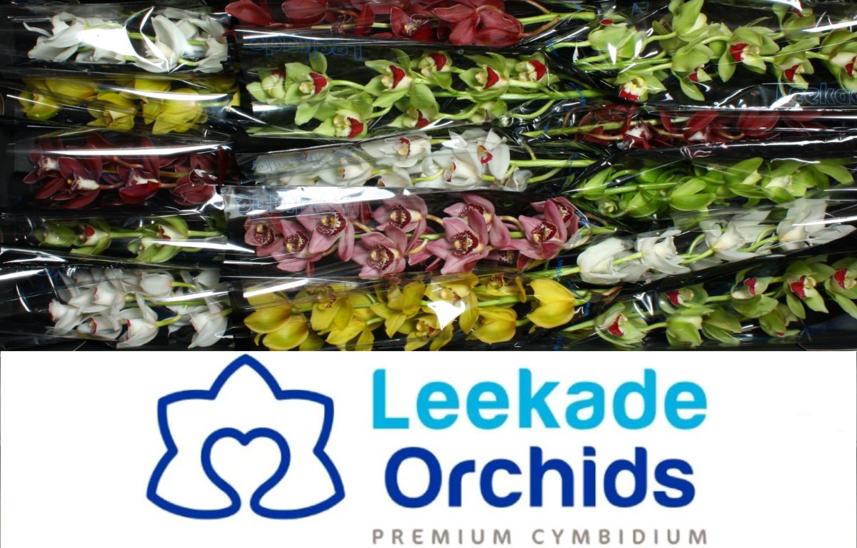 Cymb Mi Mixed Leekade X18