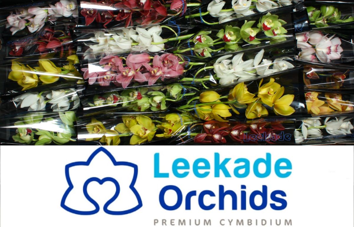 Cymb Mi Mixed Leekade X24