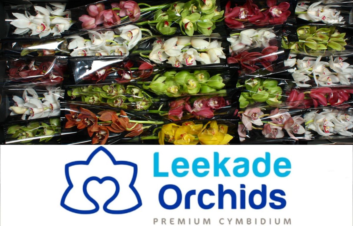 Cymb Mi Mixed Leekade X30