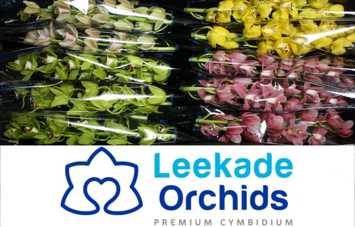 Cymb Mi Spring Mix Leekade X12