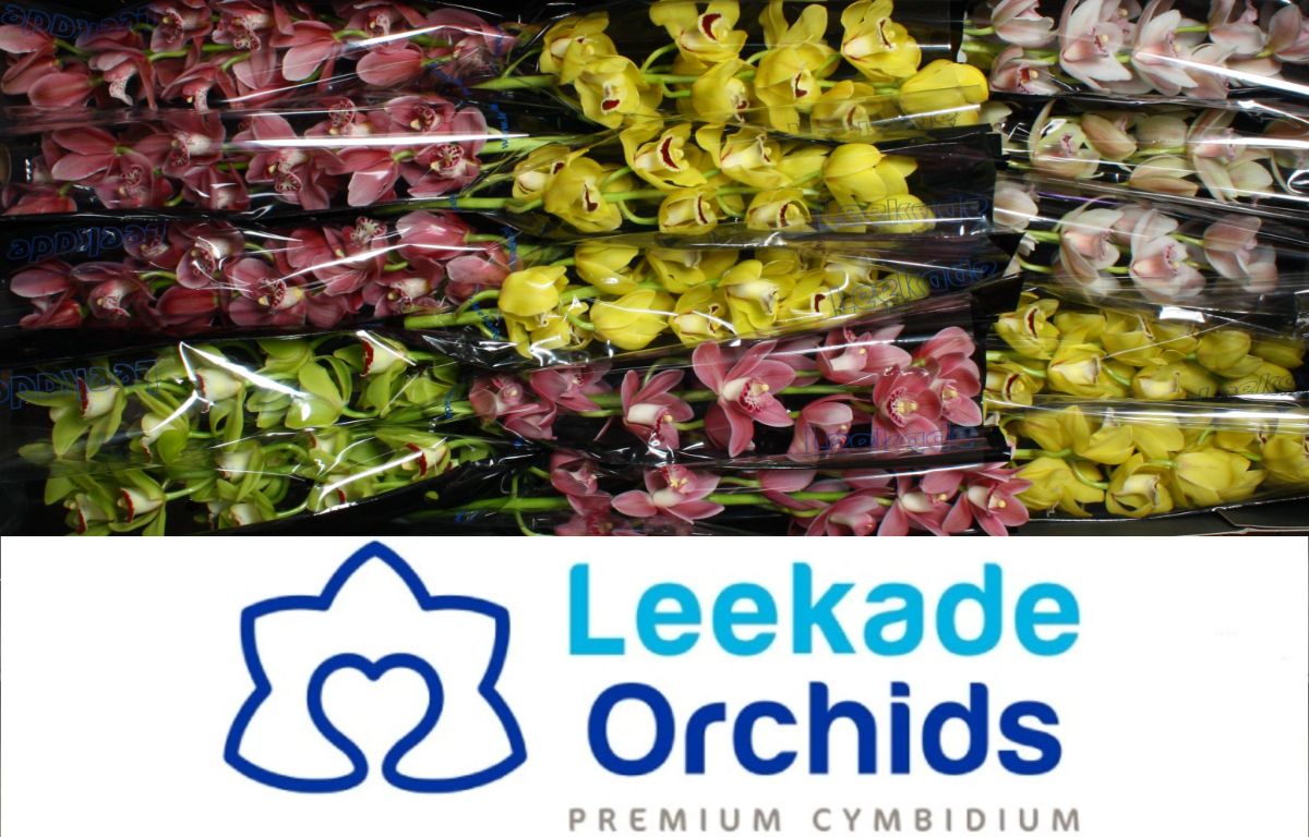 Cymb Mi Spring Mix Leekade X18