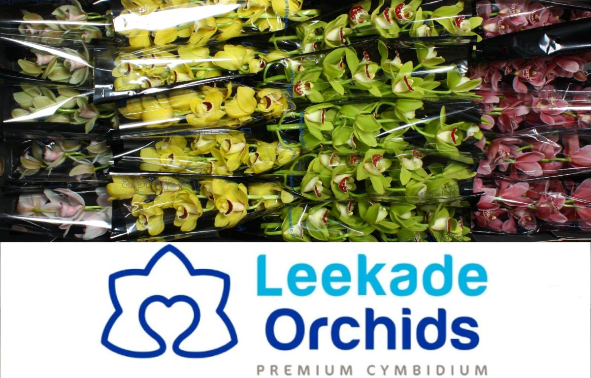 Cymb Mi Spring Mix Leekade X20