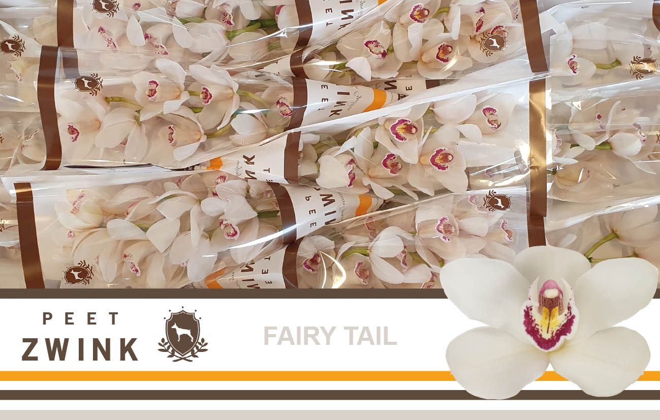 Cymb T Fairy Tail