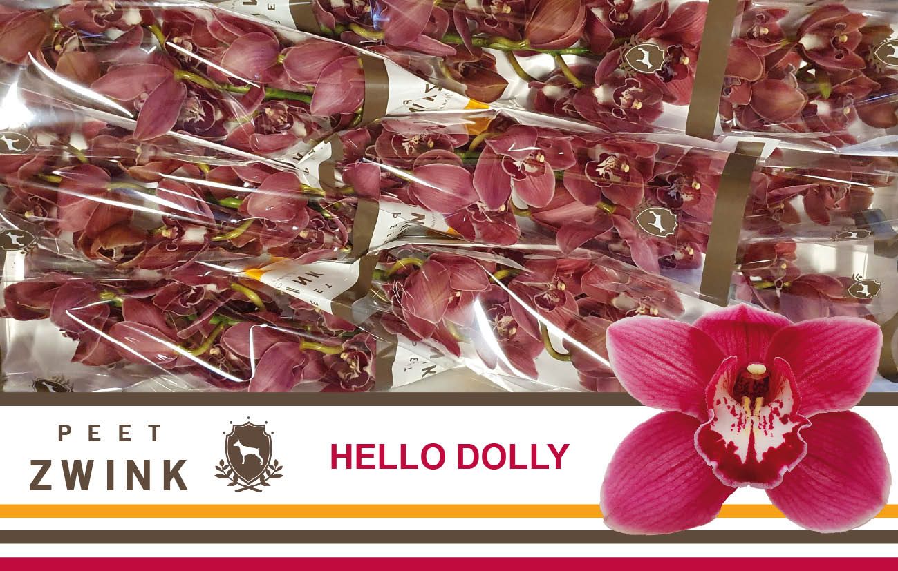 Cymb T Hello Dolly