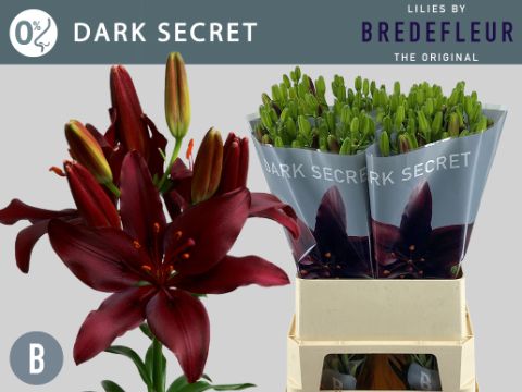 Dark Secret