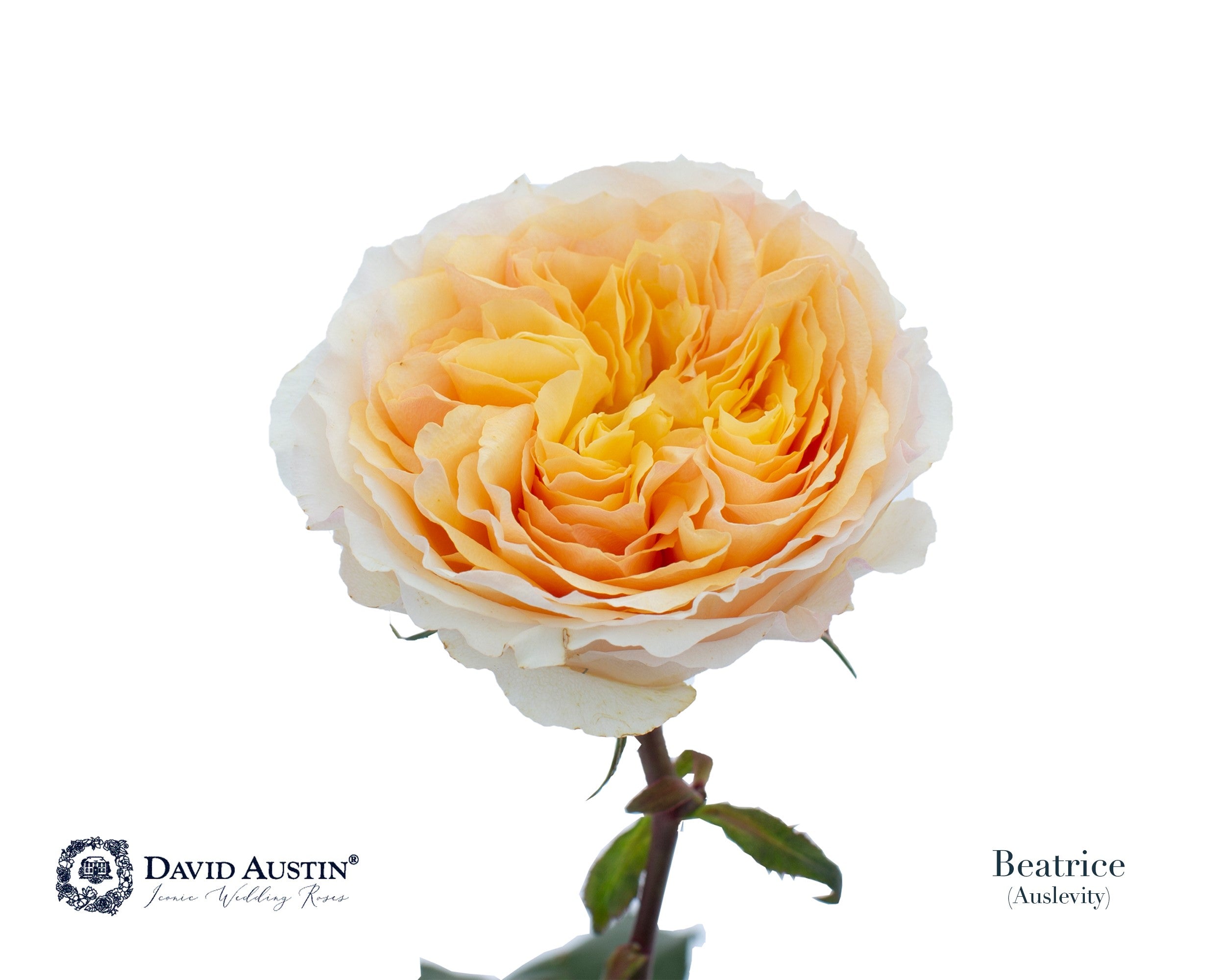 David Austin Beatrice