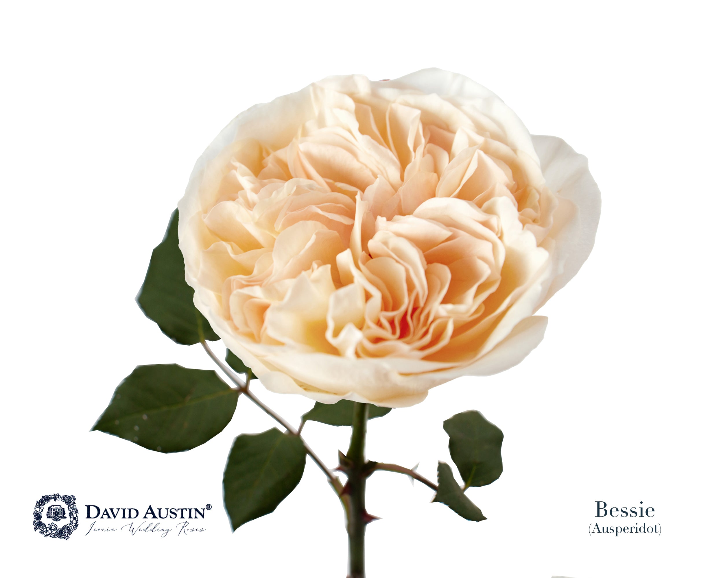 David Austin Bessie