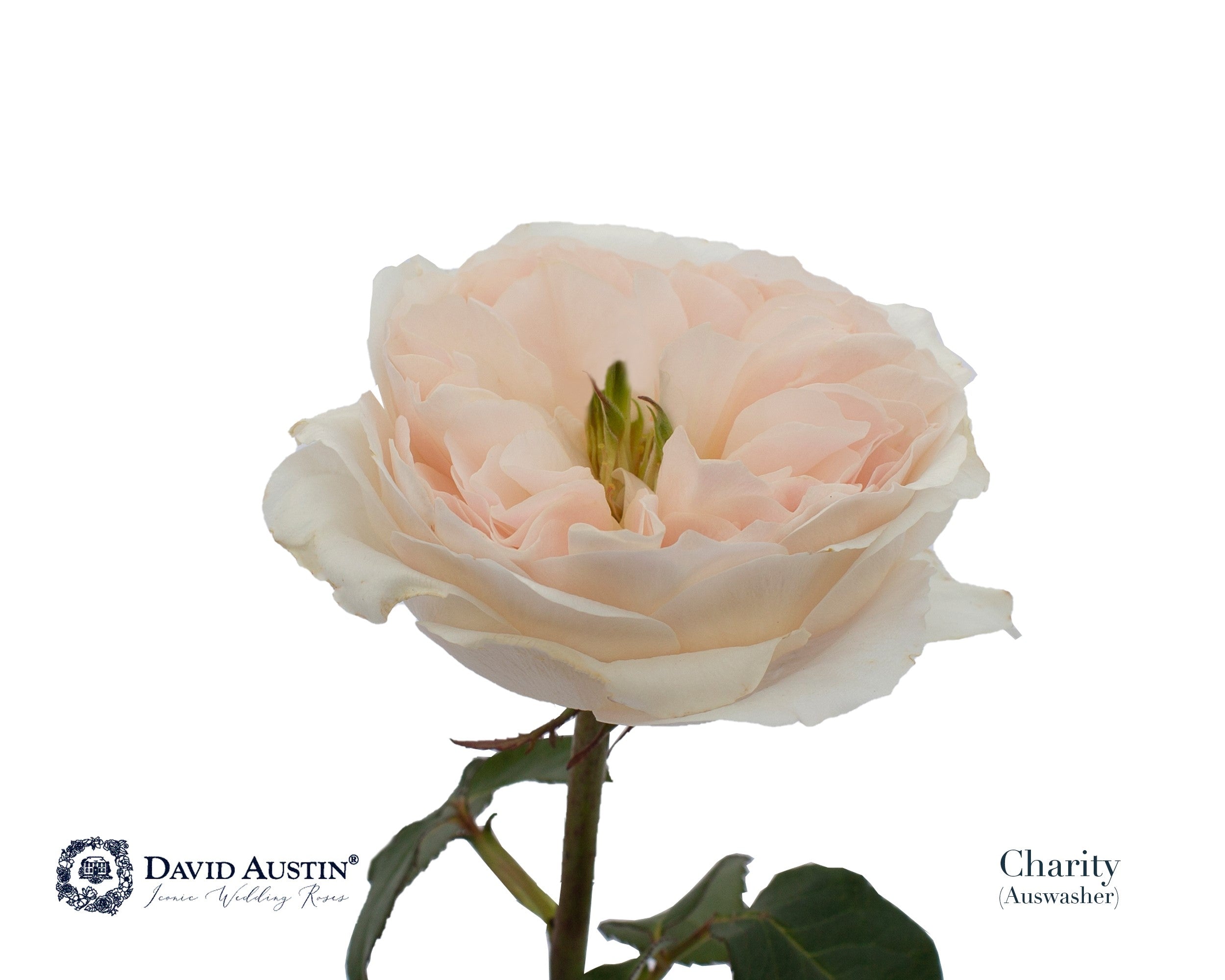 David Austin Charity