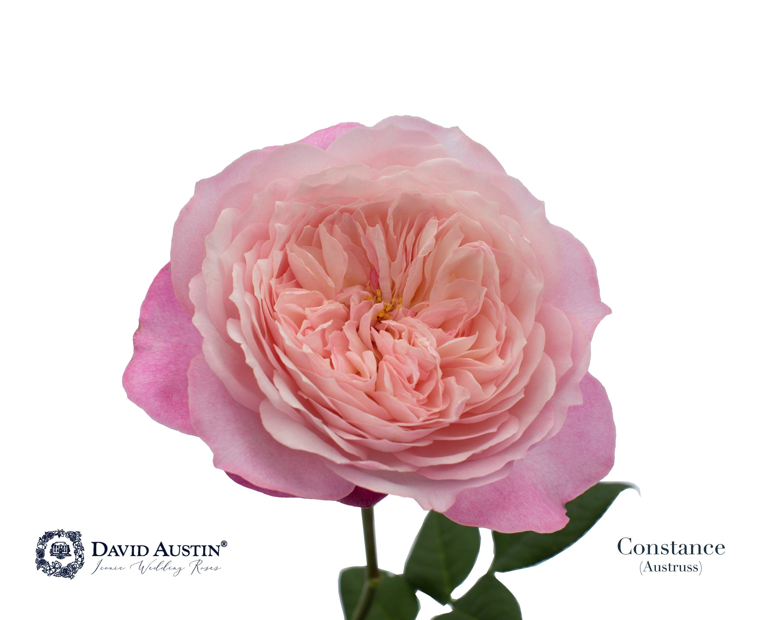 David Austin Constance