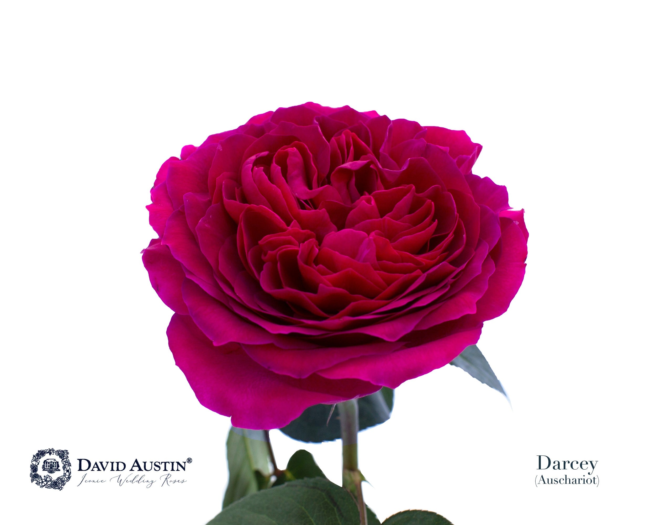 David Austin Darcey