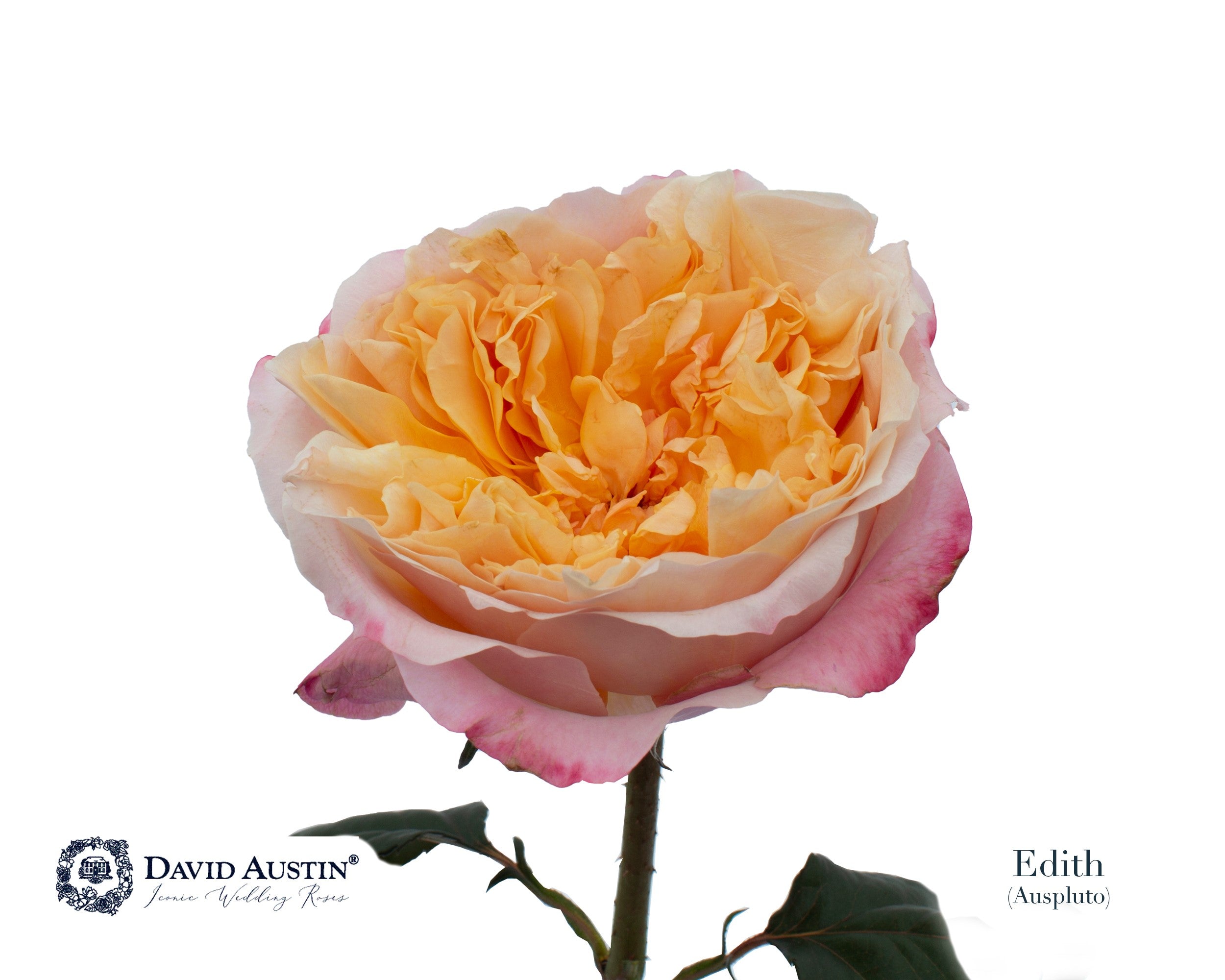 David Austin Edith
