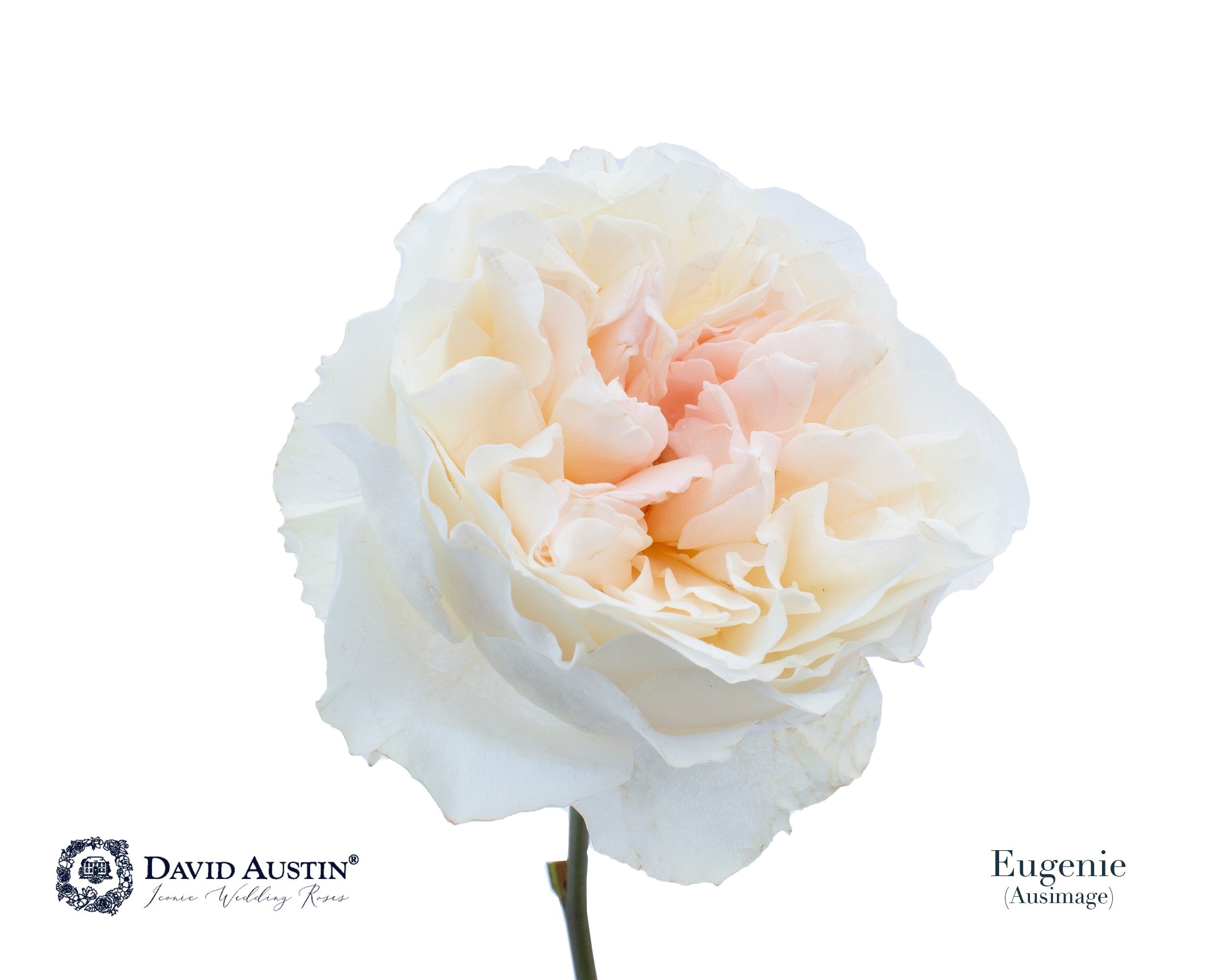 David Austin Eugenie
