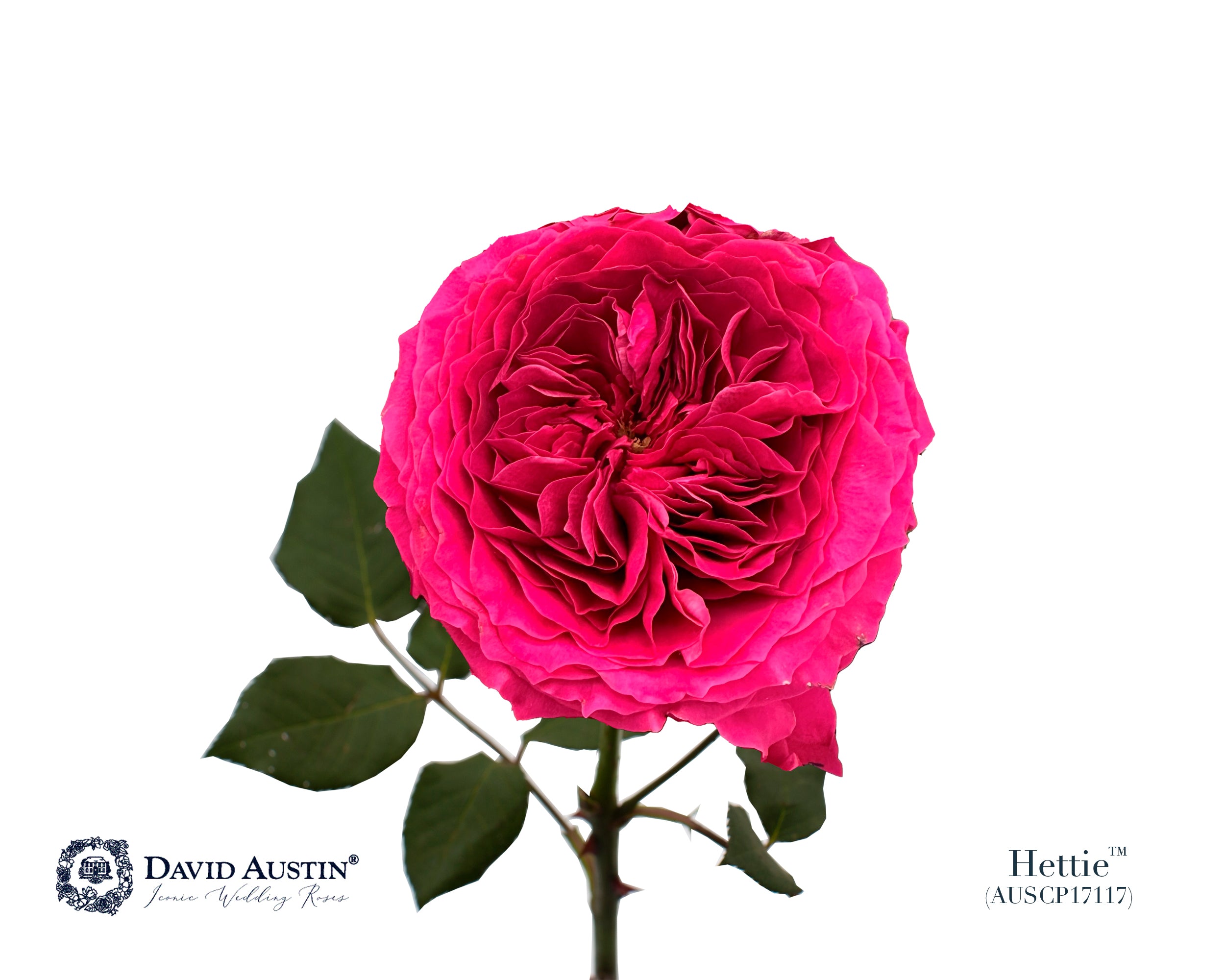 David Austin Hettie