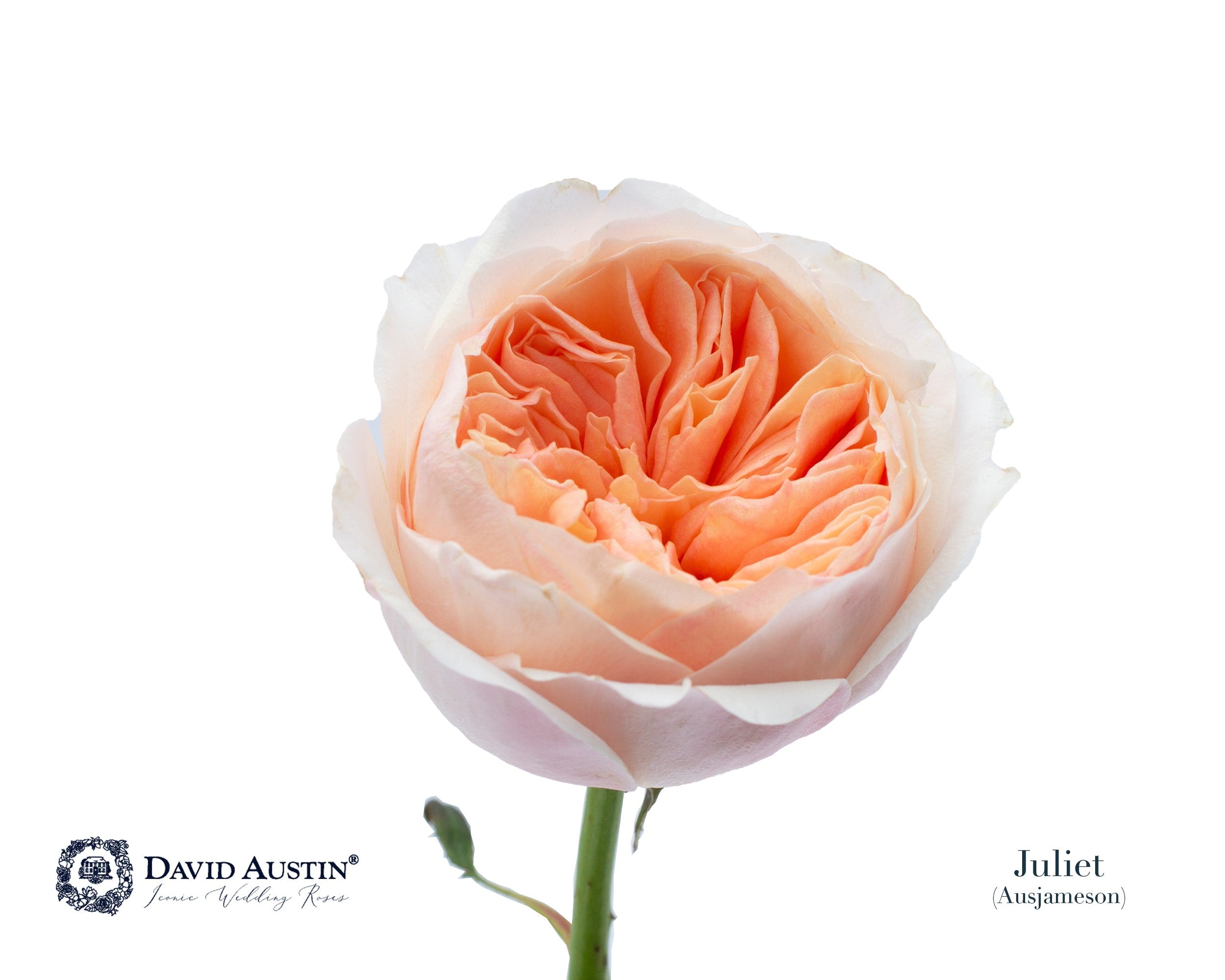 David Austin Juliet