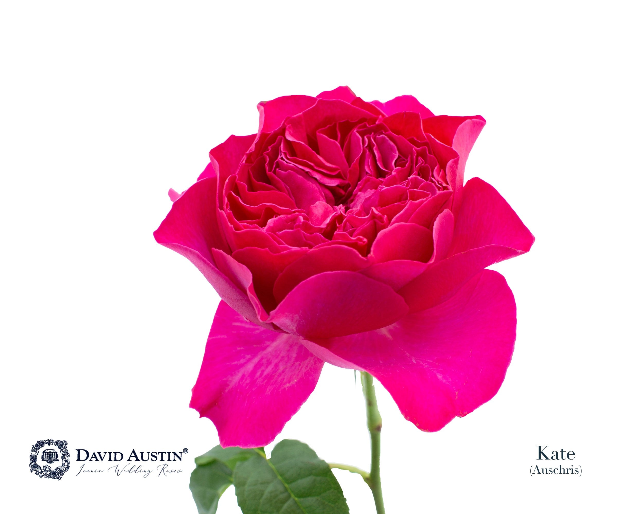 David Austin Kate