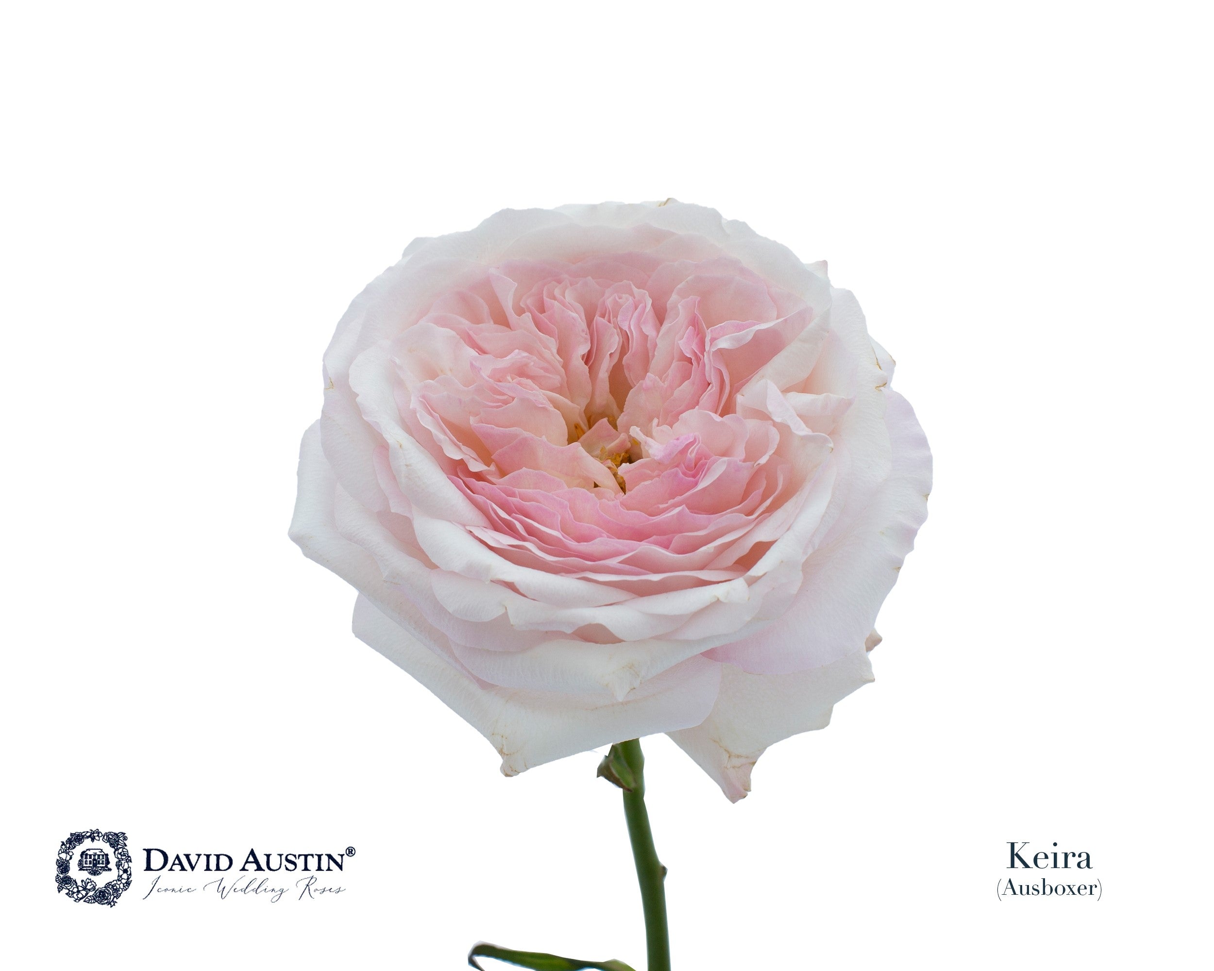 David Austin Keira
