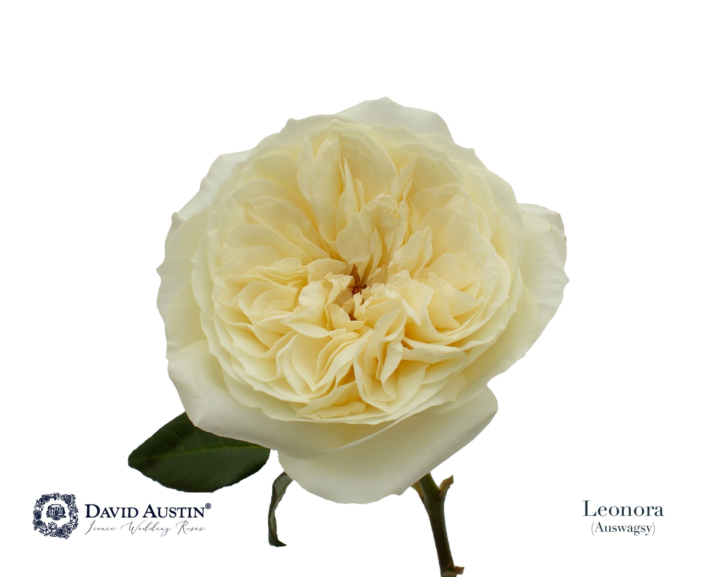 David Austin Leonora