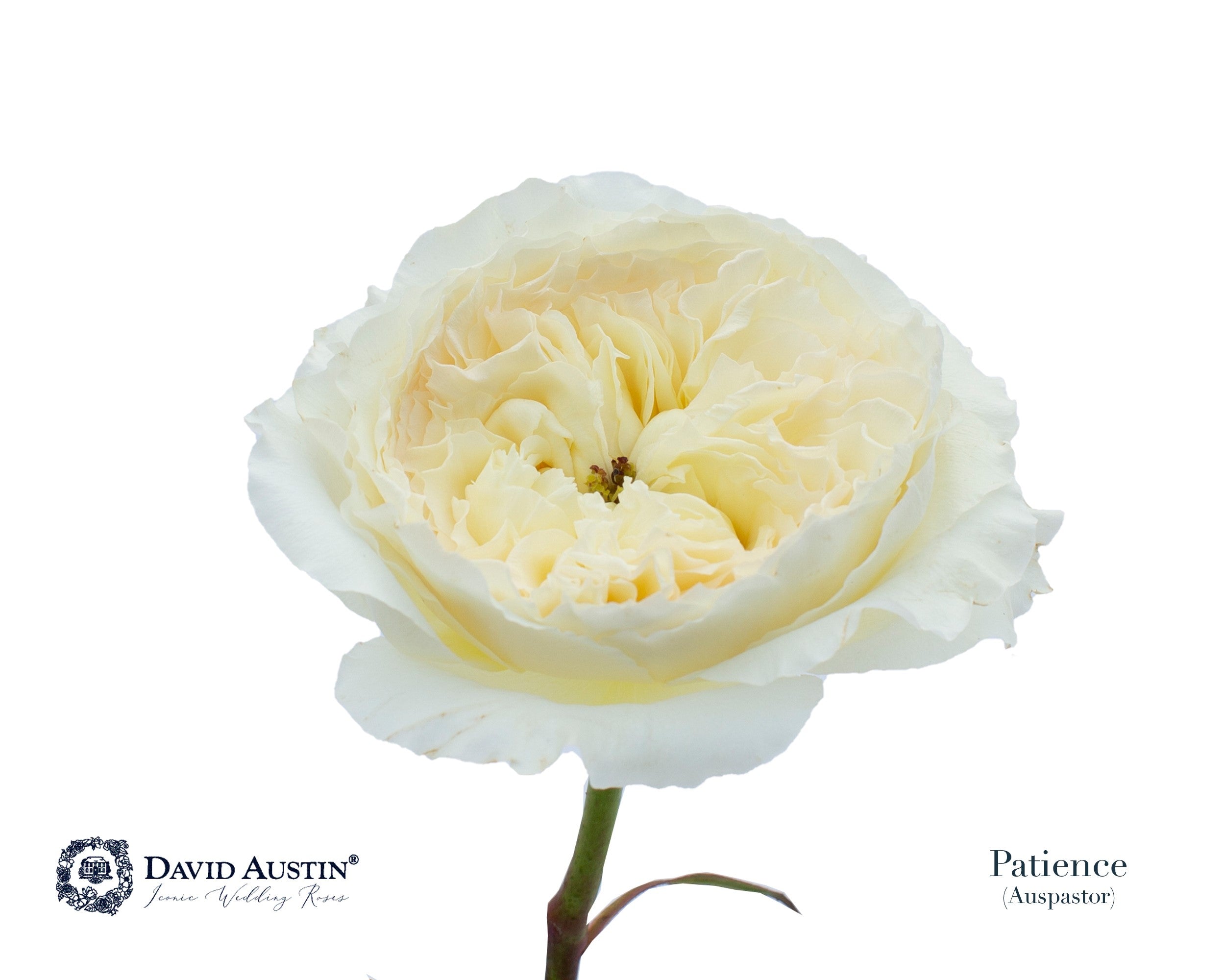 David Austin Patience