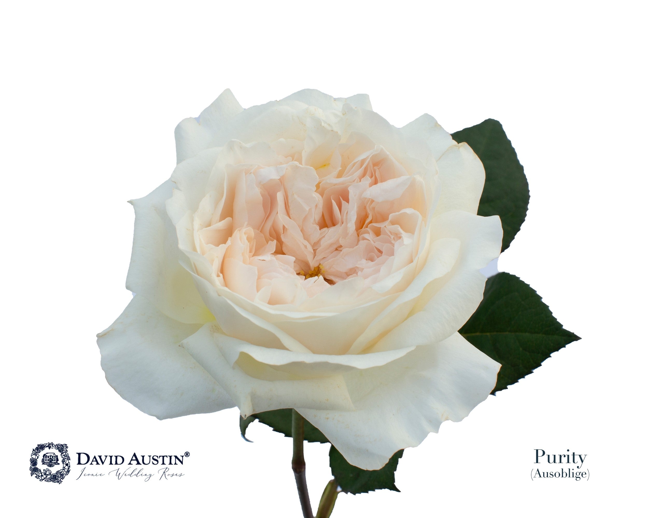 David Austin Purity