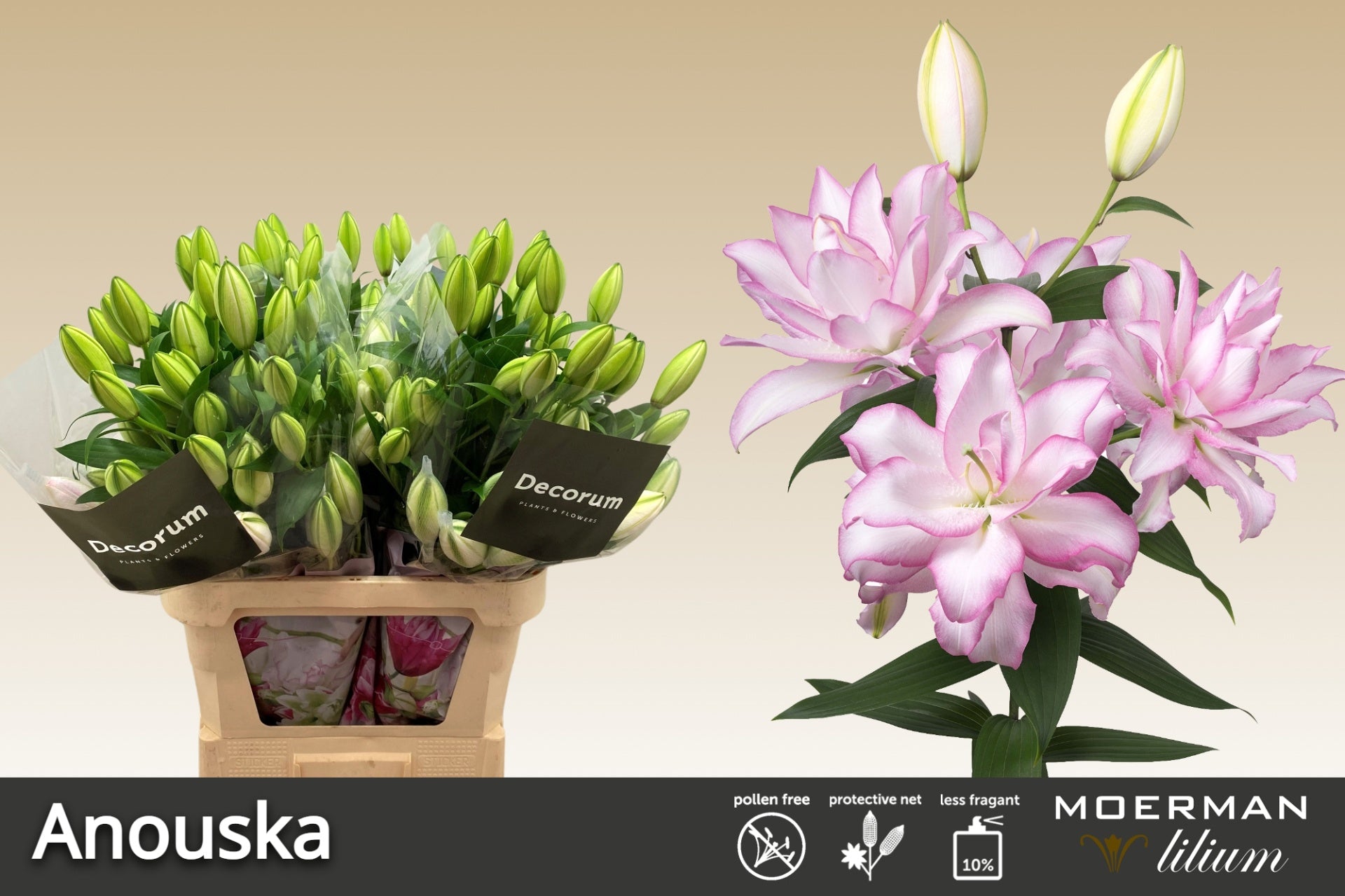 Anouska Double