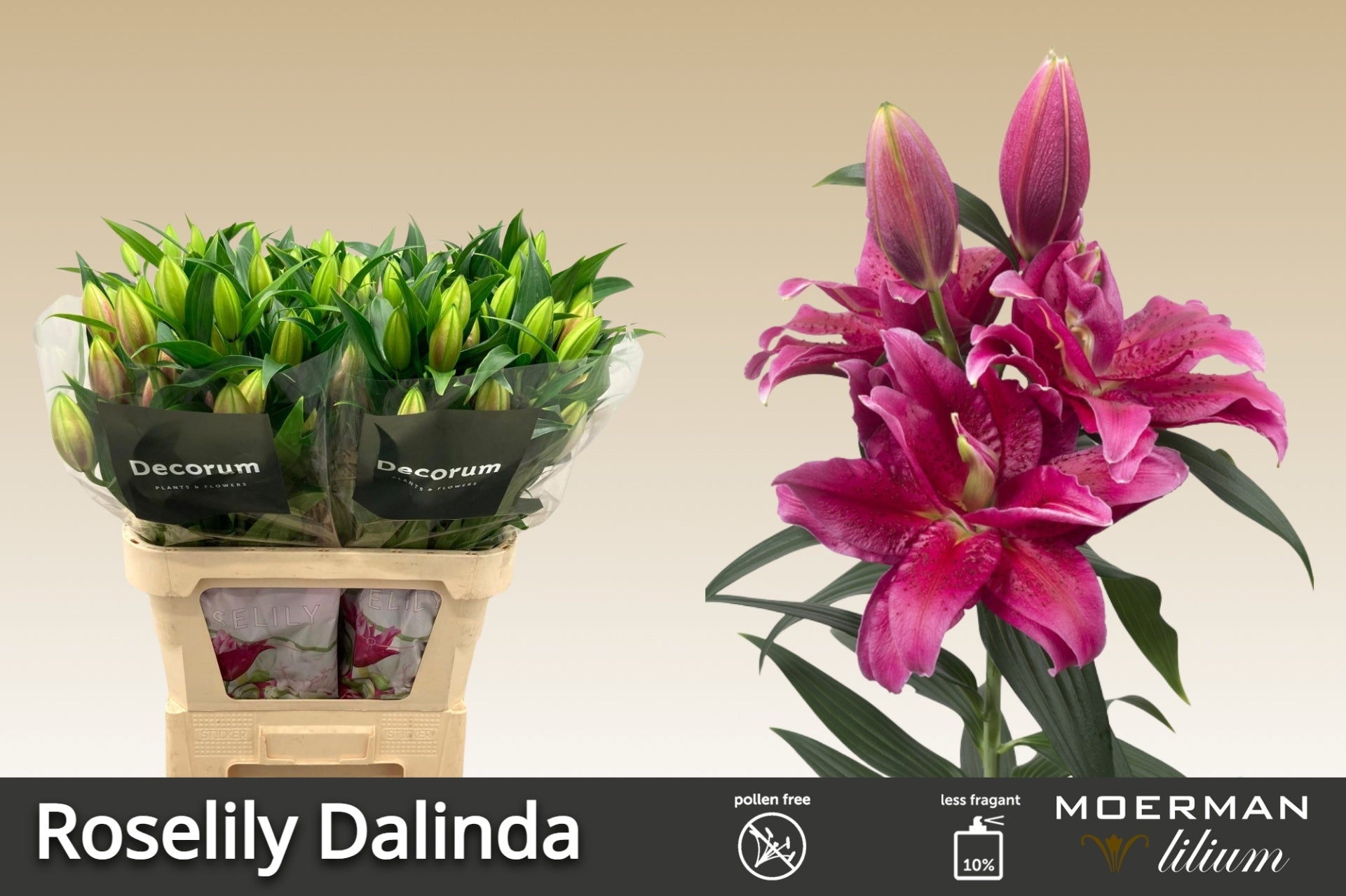 Dalinda Double