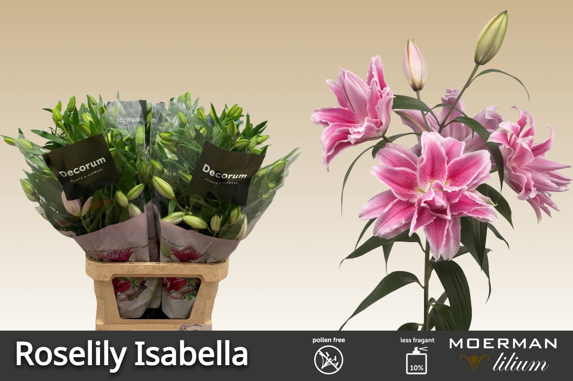 Isabella Double