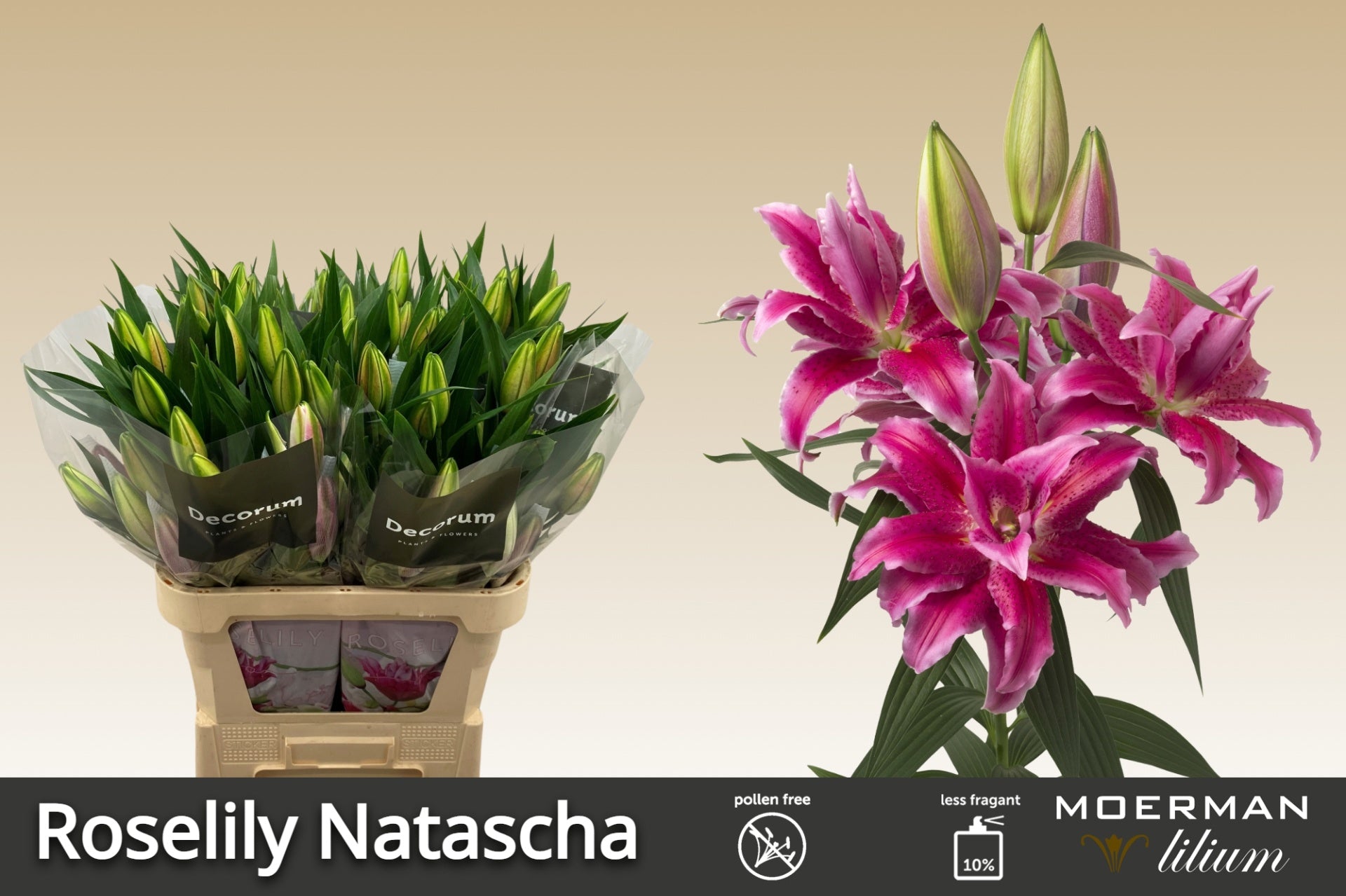 Natascha Double