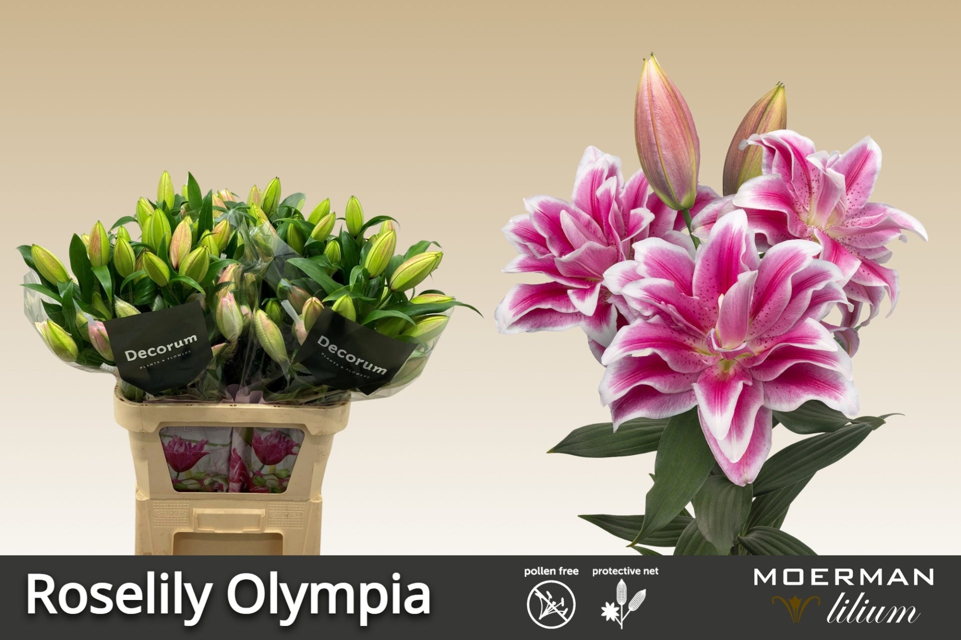 Olympia Double