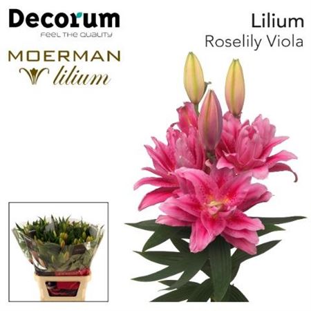 Roselily Viola Double