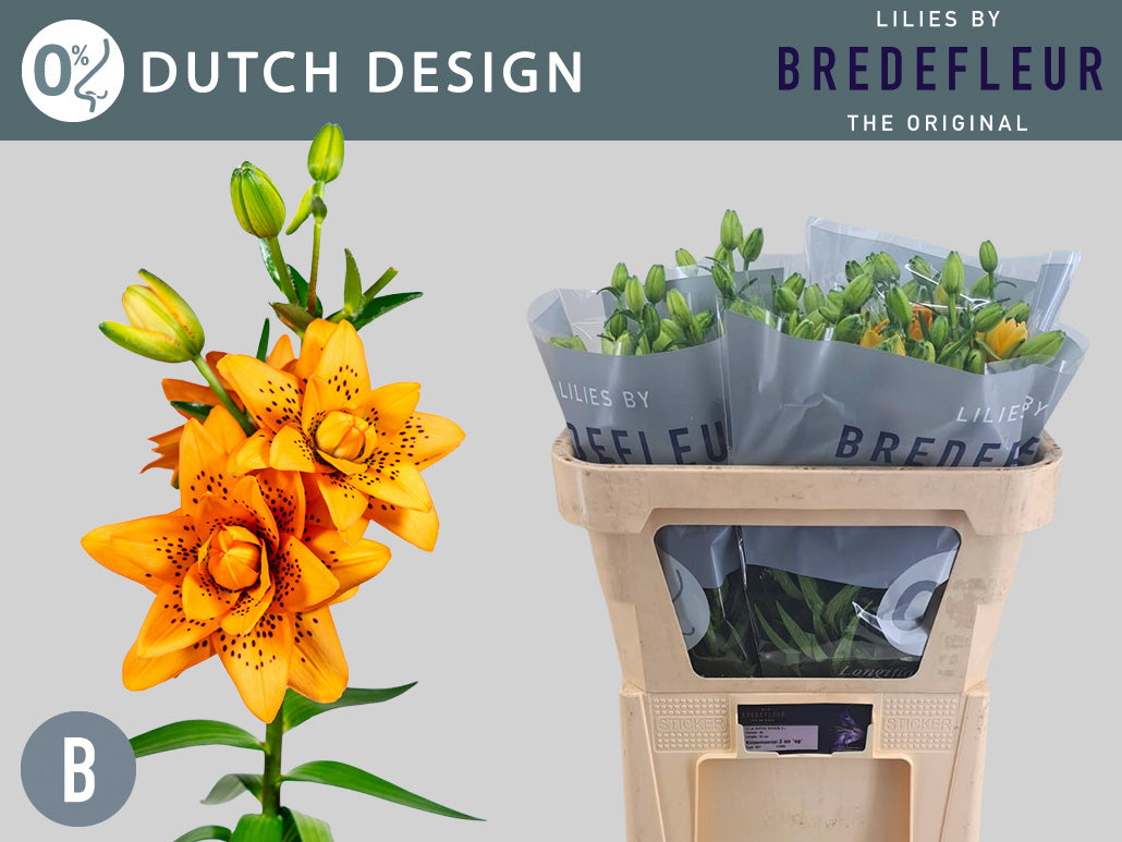 Dutch Design