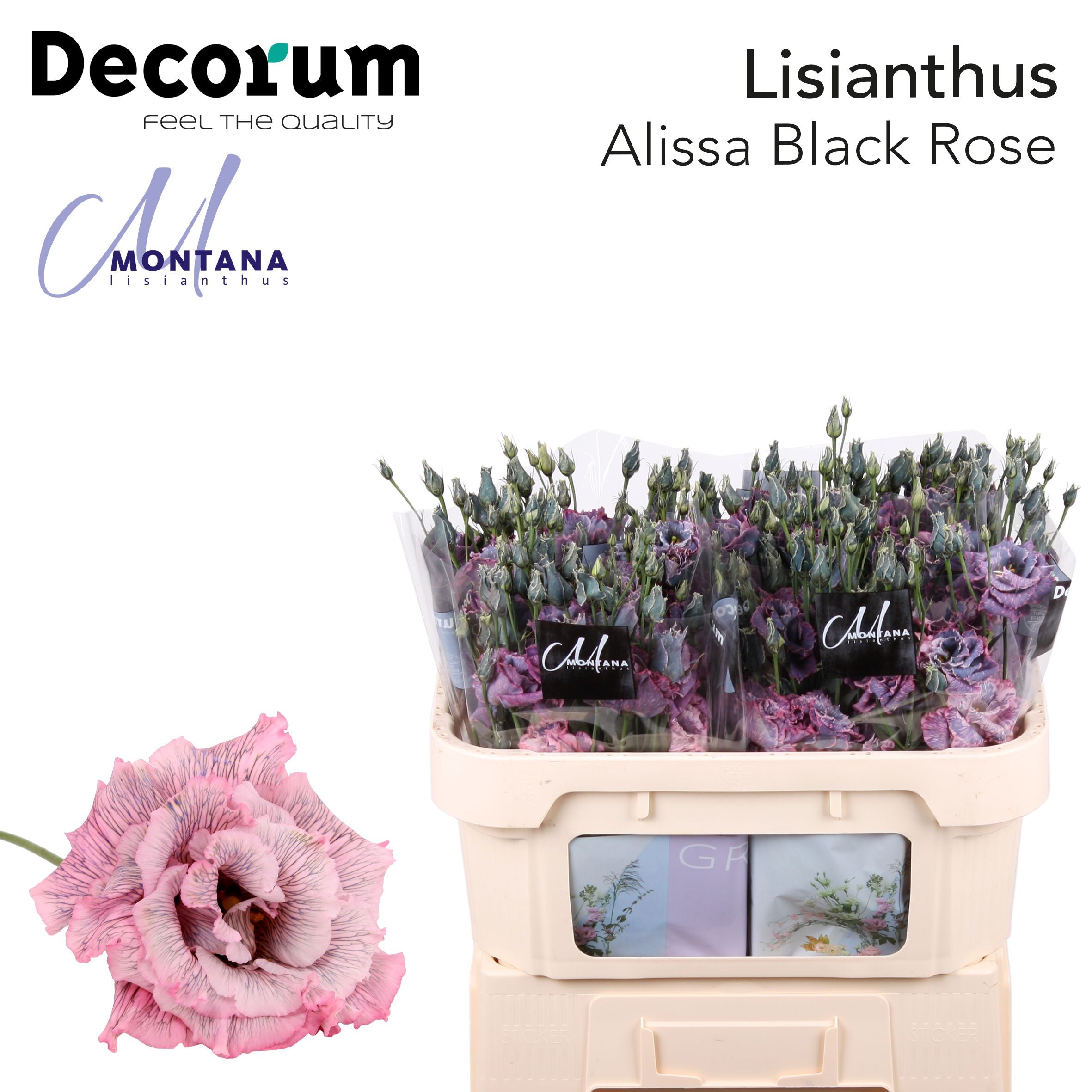 Dye Alissa Black Rose