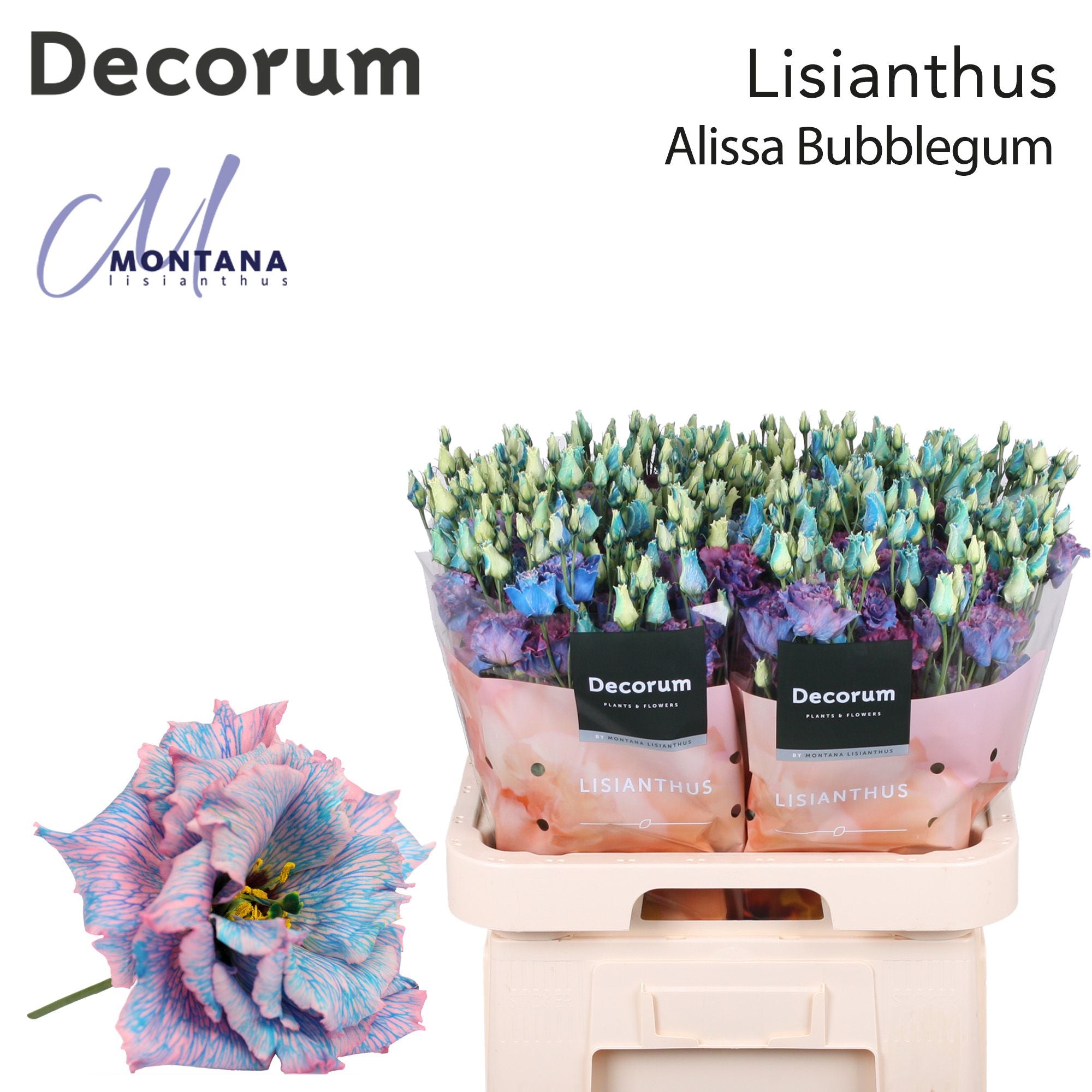 Dye Alissa Bubblegum