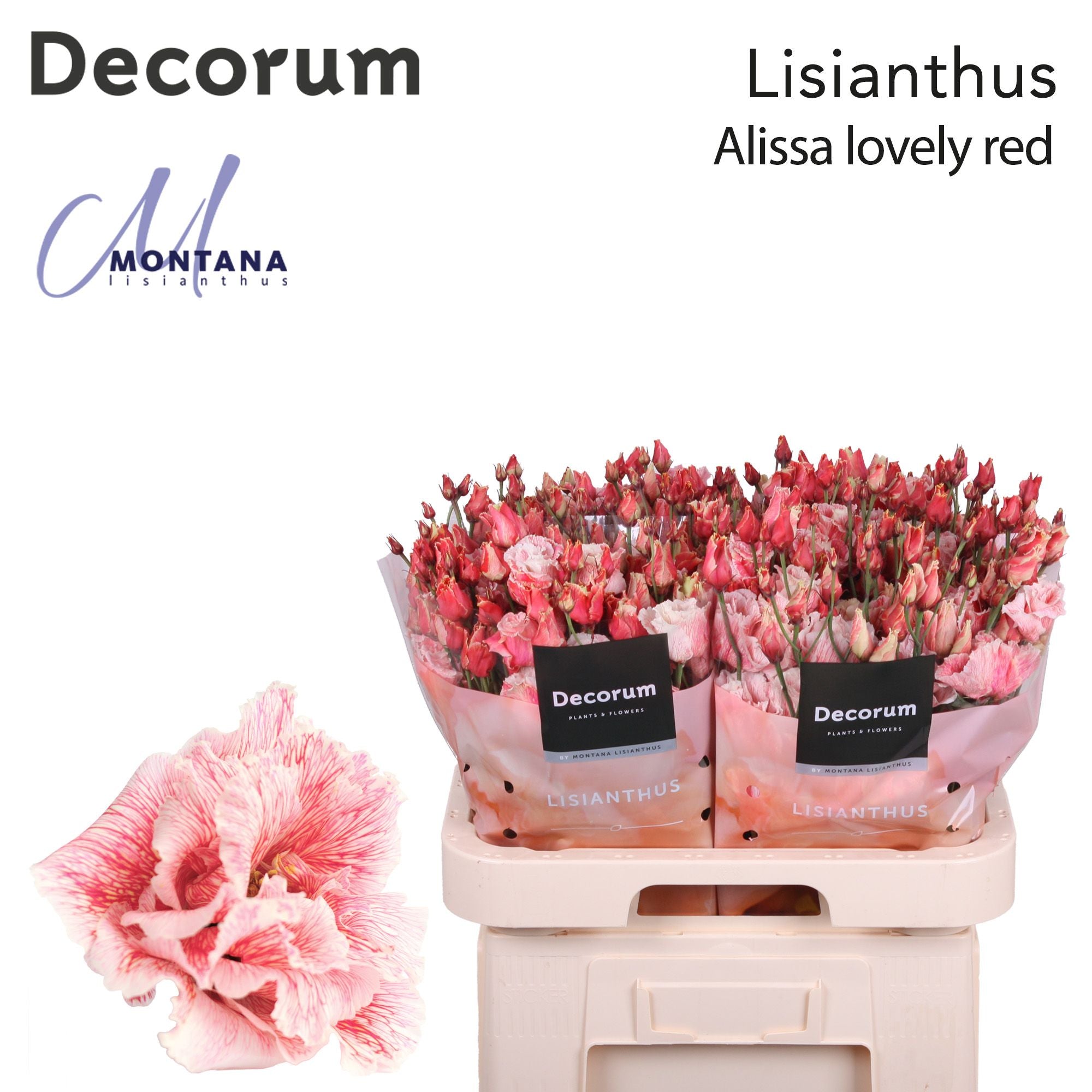 Dye Alissa Lovely Red