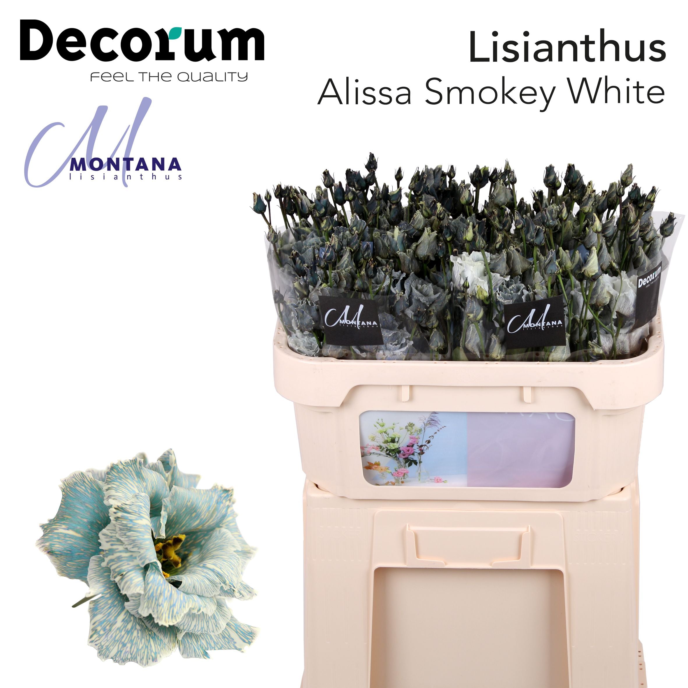Dye Alissa Smokey White