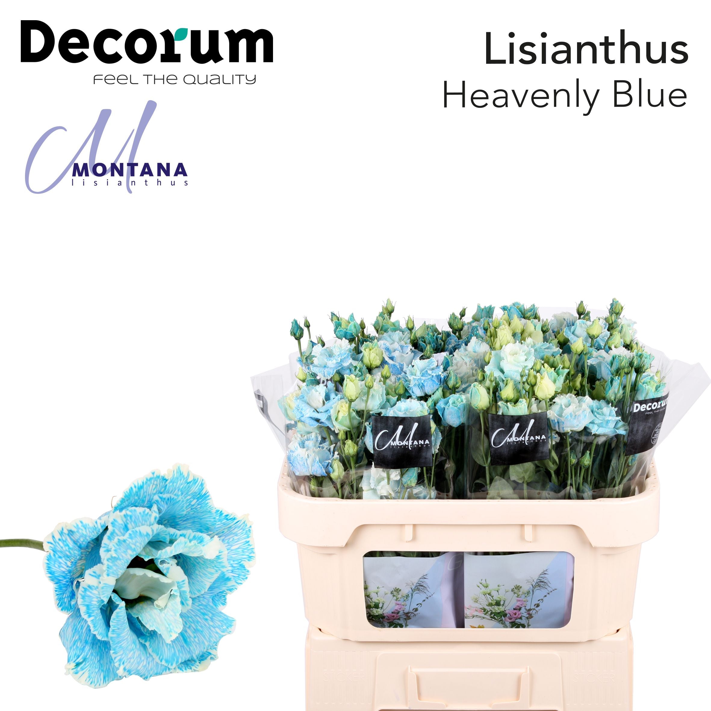 Dye Heavenly Blue