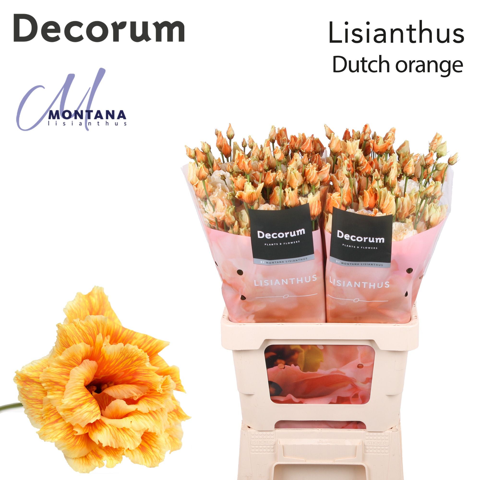 Dye Heavenly Dutch Orange