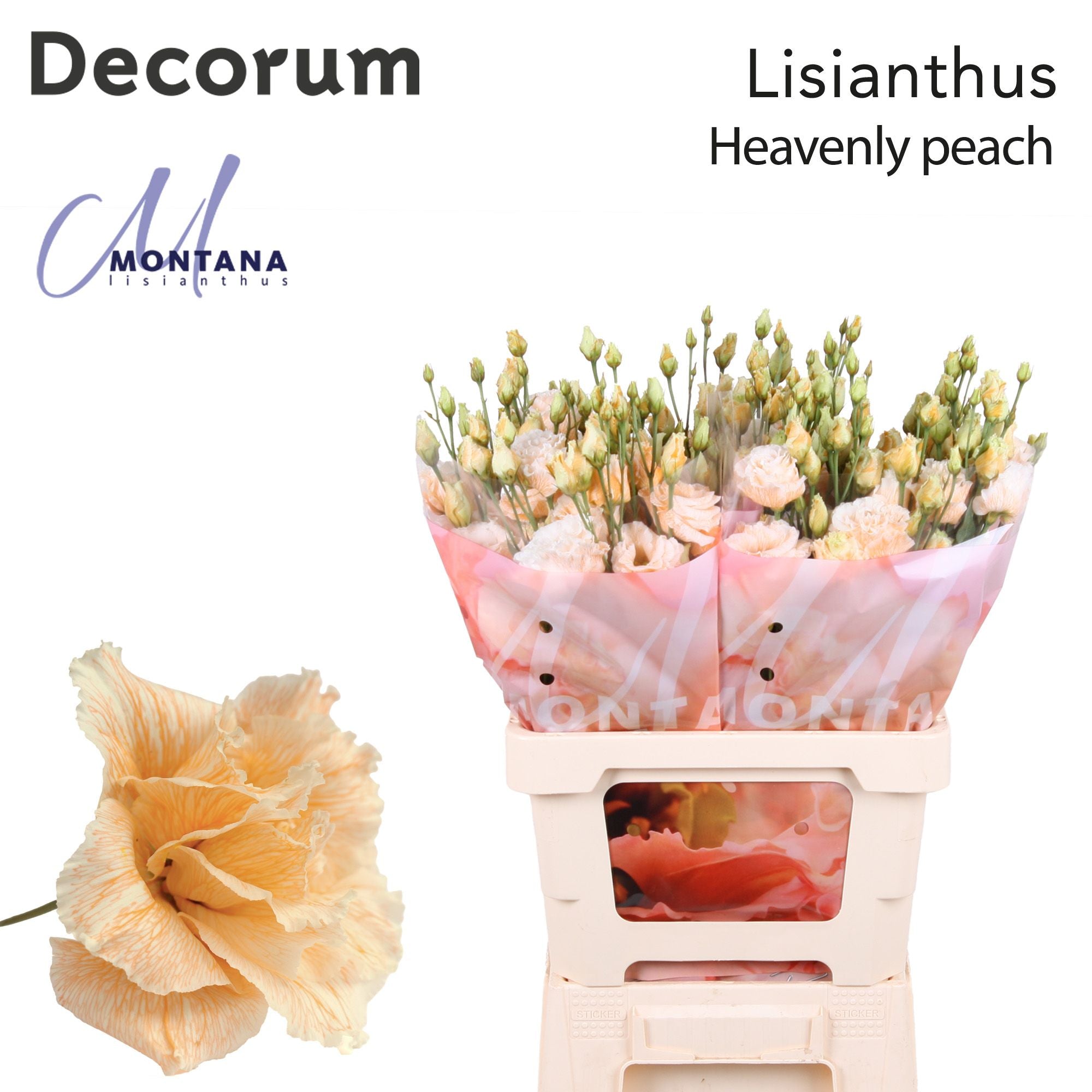 Dye Heavenly Peach