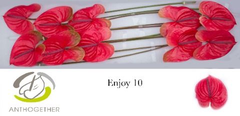 Enjoy