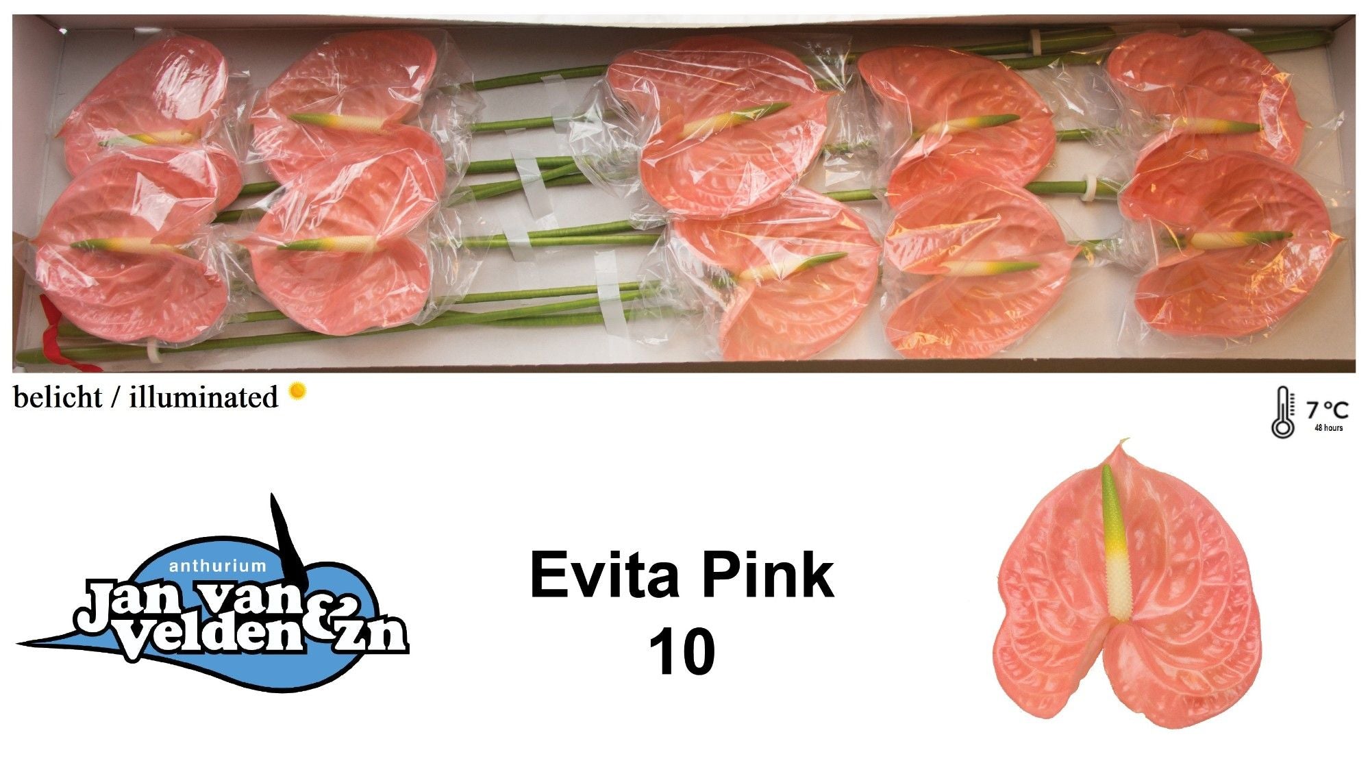 Evita Pink