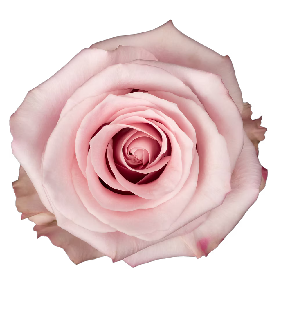 Fair Lady