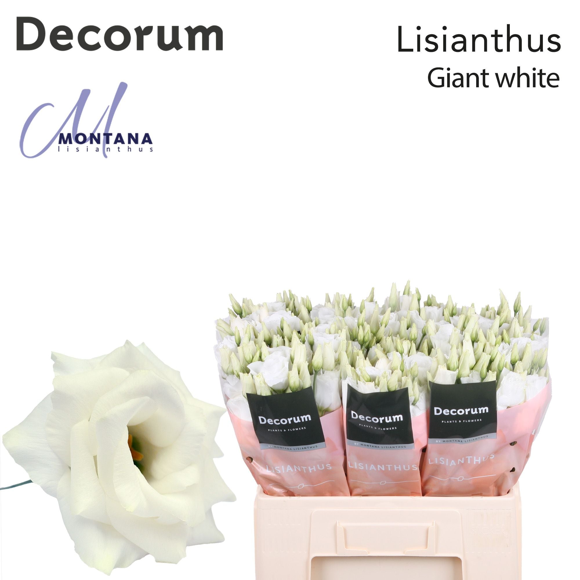 Giant White